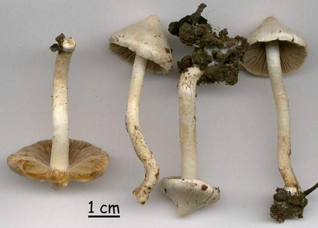 Inocybe geophylla